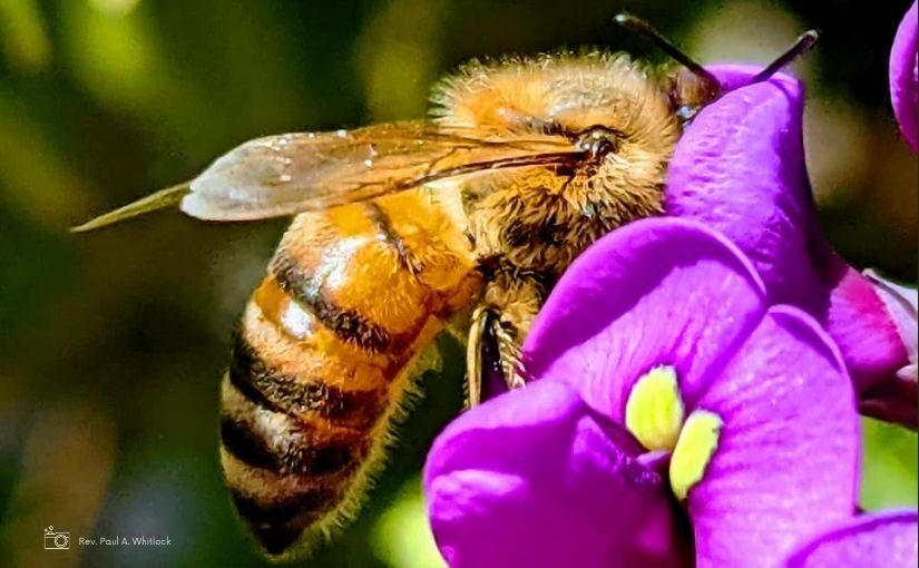 closeup of bee on purple flower