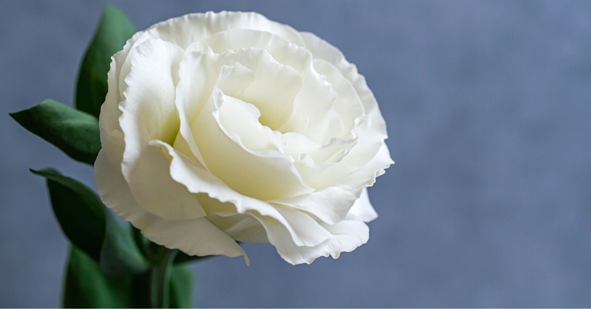 white rose