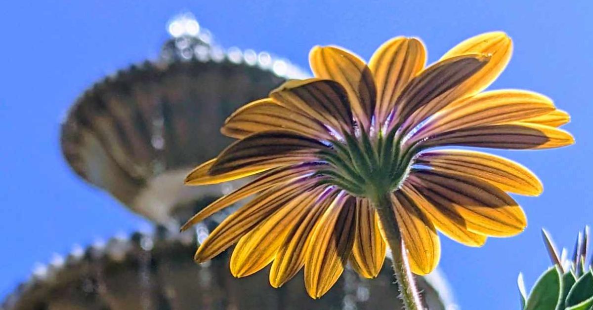 under a yellow flower in front of a fountain