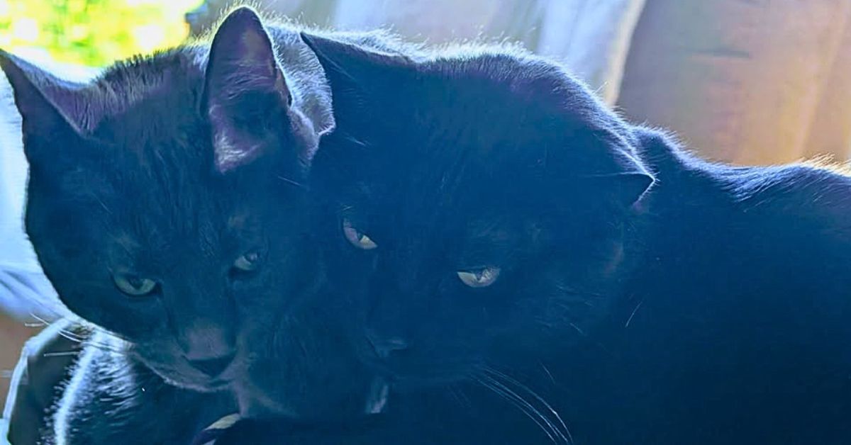 Neville and Lando